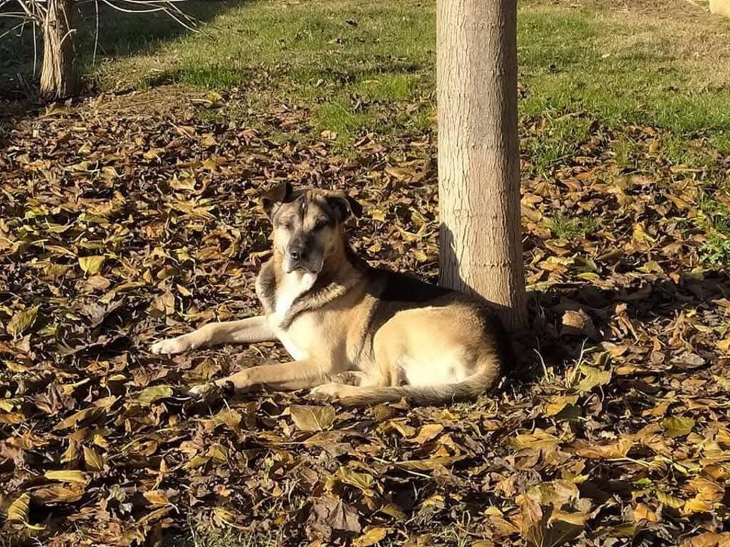 Un cane muore al canile di Firenze a causa dei botti: la struttura denuncia 'un gesto di inciviltà'