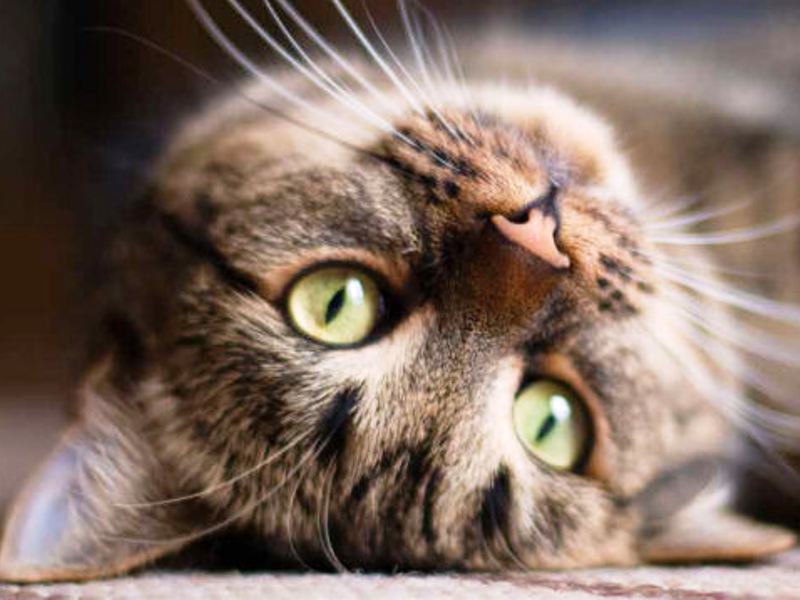 Estra supporta il carcere di Prato nella cura della colonia felina e degli spazi verdi