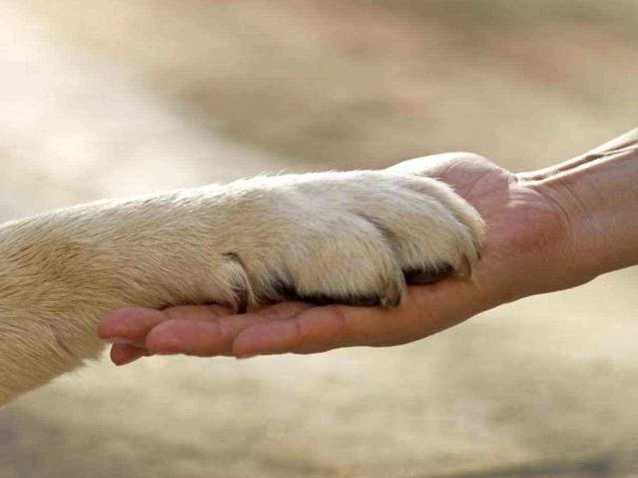 Fermare i bot di intelligenza artificiale: gli effetti sugli animali