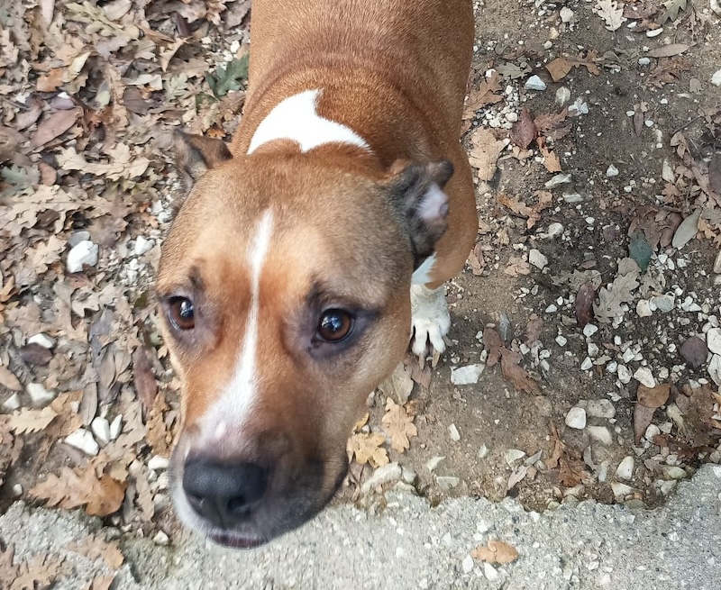 L'appello del canile comunale di Livorno per adottare Simba