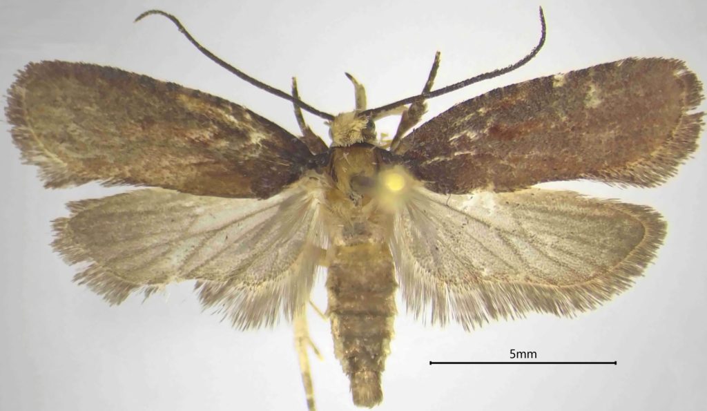 Nuova scoperta: una specie di falena rinvenuta dal CREA nelle foreste calabresi
