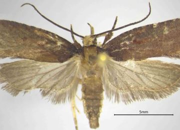 Nuova scoperta: una specie di falena rinvenuta dal CREA nelle foreste calabresi