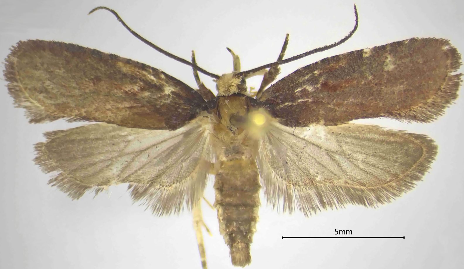 Nuova scoperta: una specie di falena rinvenuta dal CREA nelle foreste calabresi