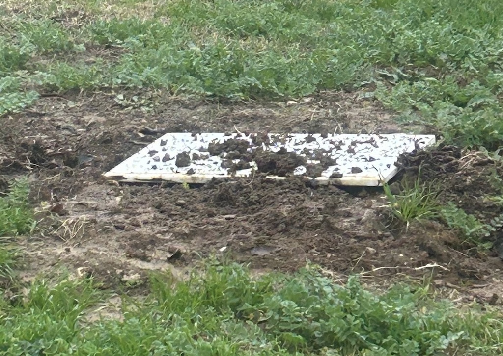 Vandalizzata a Firenze la targa dedicata a Norma Cossetto