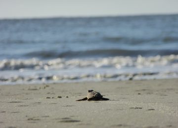 Via alle operazioni di rimozione della motonave Guang Rong a Marina di Massa