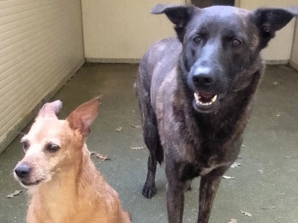 Cani in cerca di adozione: Eros e Bimba cercano una famiglia