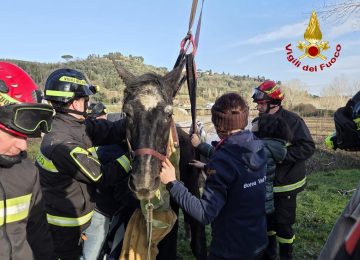 Cavallo finisce in acqua a Capannoli: salvato dai vigili del fuoco