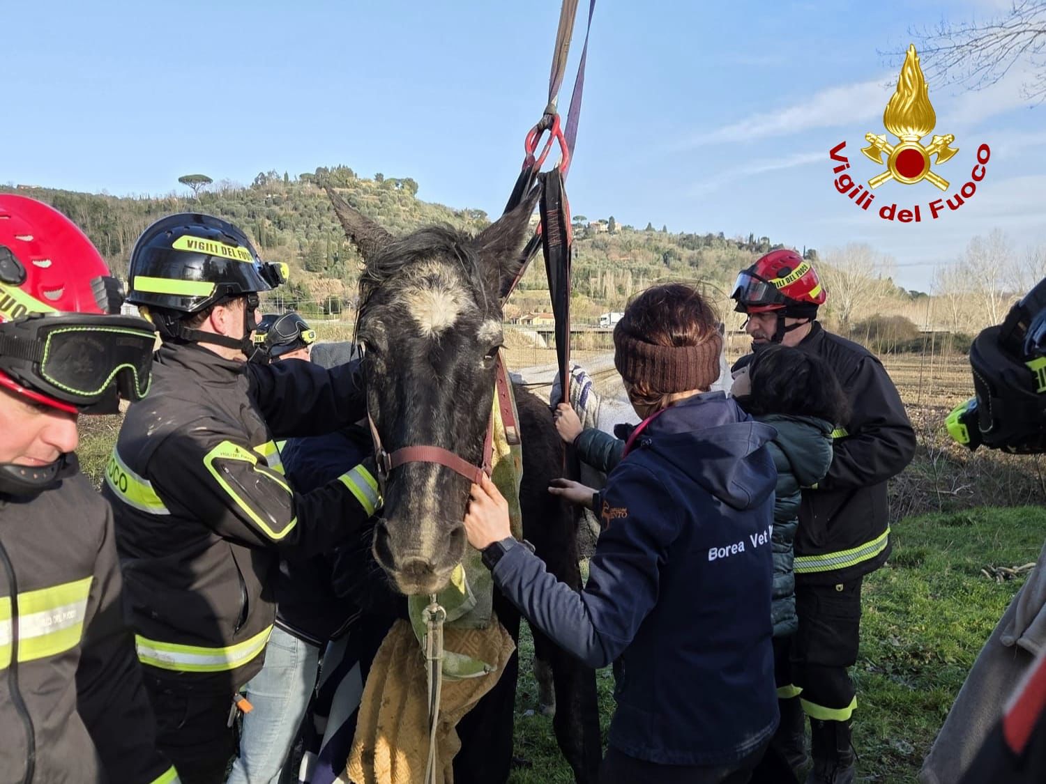 Cavallo finisce in acqua a Capannoli: salvato dai vigili del fuoco