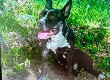 Emergenza freddo: al centro Luca Misuri si riqualifica l'accoglienza per gli animali da compagnia.