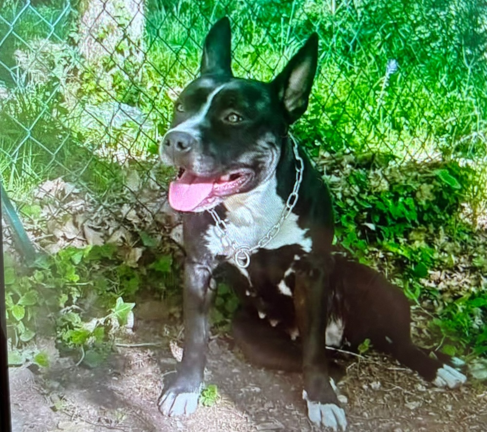 Emergenza freddo: al centro Luca Misuri si riqualifica l'accoglienza per gli animali da compagnia.