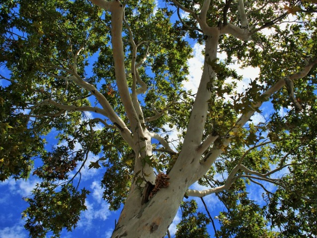 Lucca, abbattuti nove alberi considerati pericolosi.