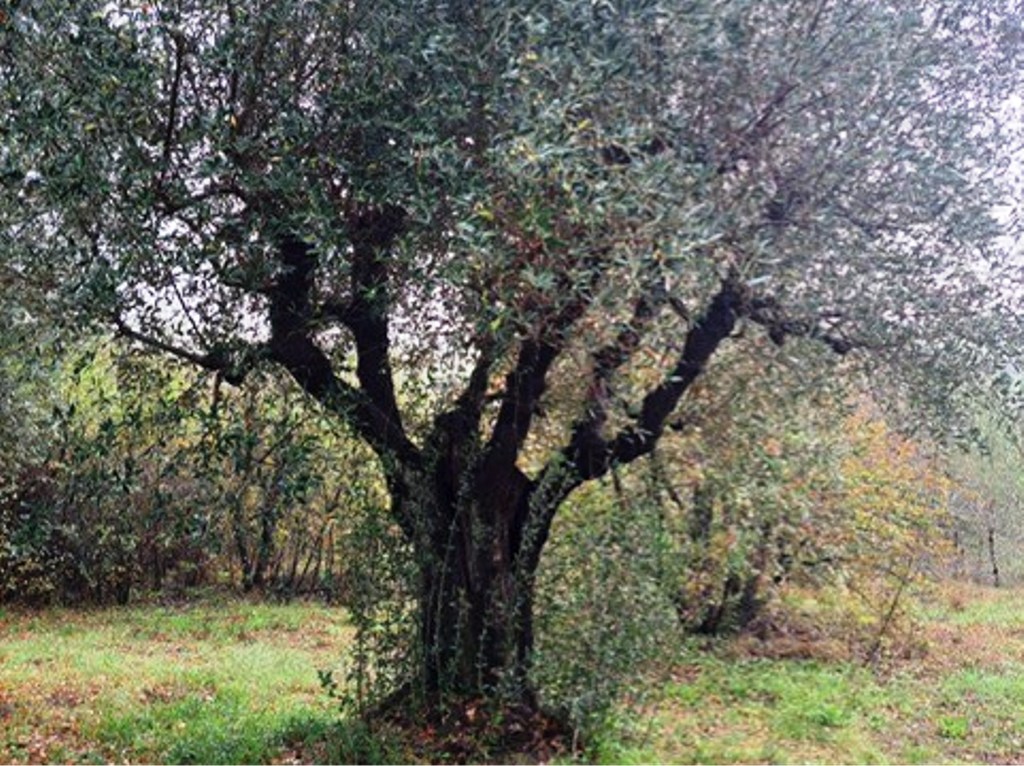 Olivi storici, Fedagripesca Toscana: “Rischio di abbandono a causa dei costi eccessivi”