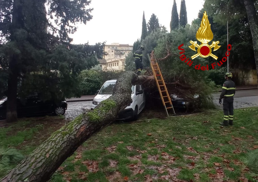Un grande pino cade sulle auto a Scandicci