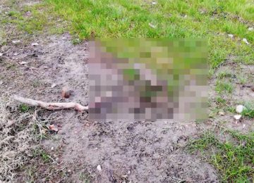 Ragazzini uccidono un gatto con petardi: denuncia a Firenze