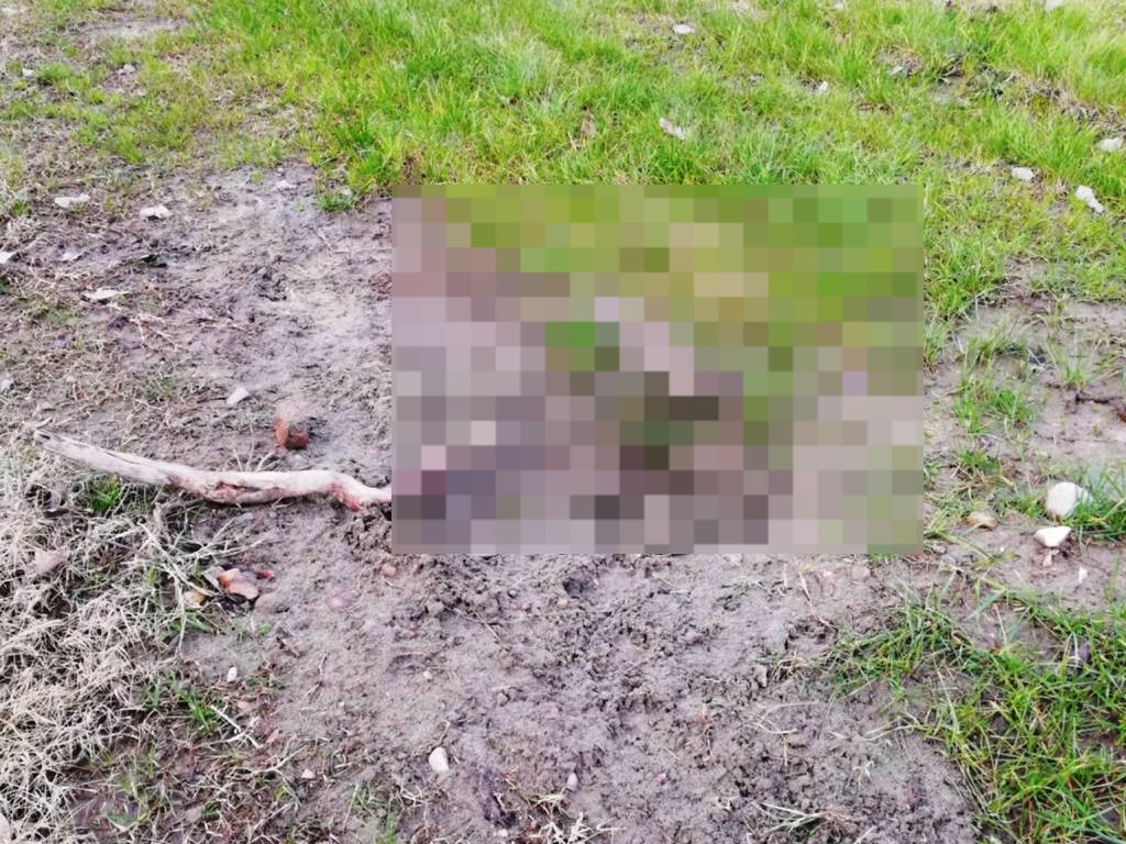 Ragazzini uccidono un gatto con petardi: denuncia a Firenze
