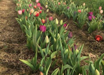 Terrazza Mascagni: In primavera fioriscono migliaia di tulipani.