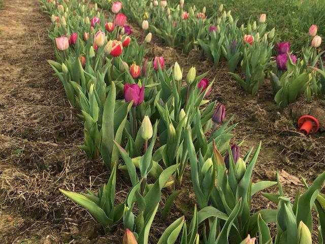 Terrazza Mascagni: In primavera fioriscono migliaia di tulipani.