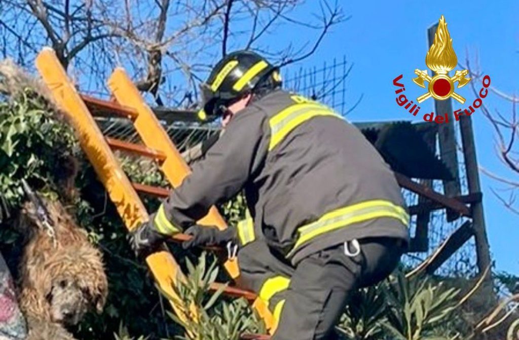 Cane intrappolato in una recinzione: intervento dei Vigili del Fuoco a Casciana Terme
