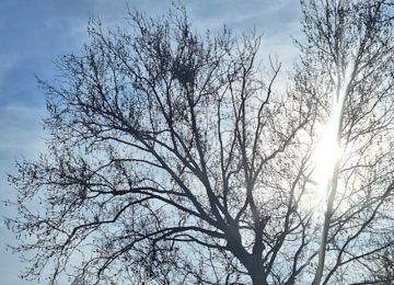 Ambientalisti: "Basta al taglio dei platani a Fucecchio, ci sono i nidi." Il Comune: "Intervento già sospeso."