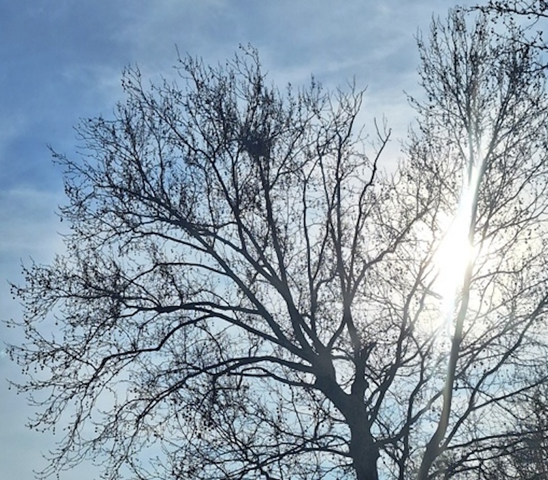 Ambientalisti: "Basta al taglio dei platani a Fucecchio, ci sono i nidi." Il Comune: "Intervento già sospeso."