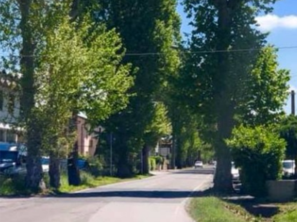 Italia Nostra riguardo a viale Colombo a Fucecchio: "Ripristinare la strada alberata"