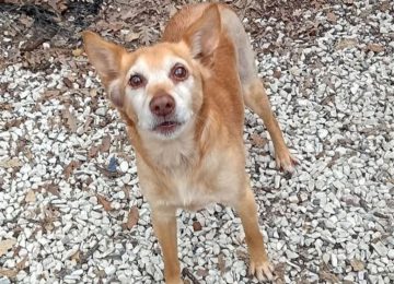 Livorno, il meticcio Nino in cerca di una casa