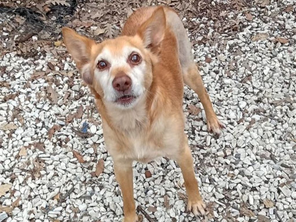 Livorno, il meticcio Nino in cerca di una casa