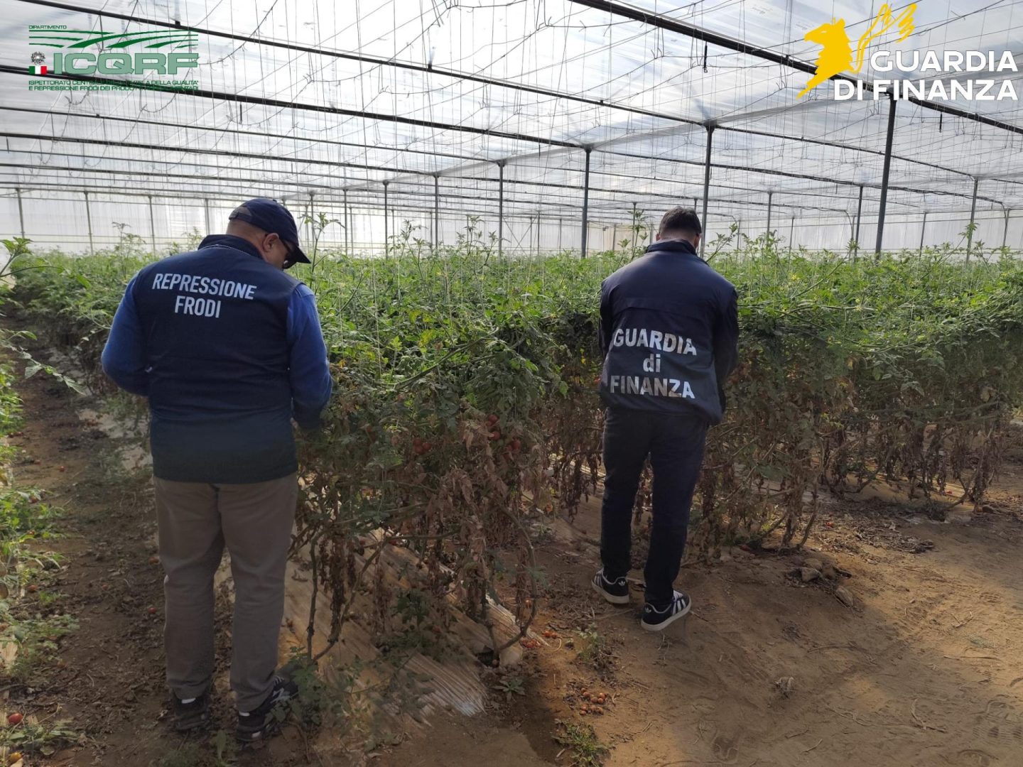 Maxi Sequestro di Semi di Pomodoro Contraffatti e Denunce nel Ragusano