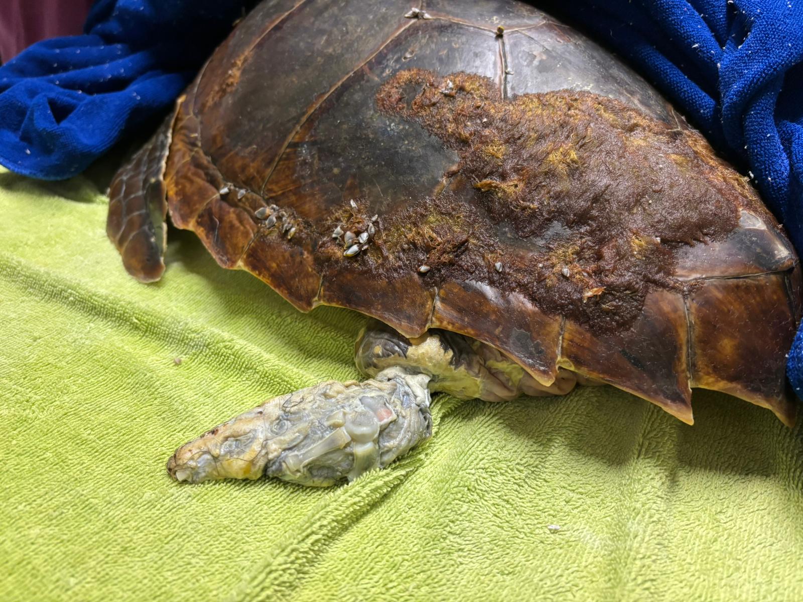 Recuperata e salvata una tartaruga Caretta caretta all'Elva