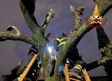Scoiattolo bloccato in un albero: intervento dei vigili del fuoco a Firenze.