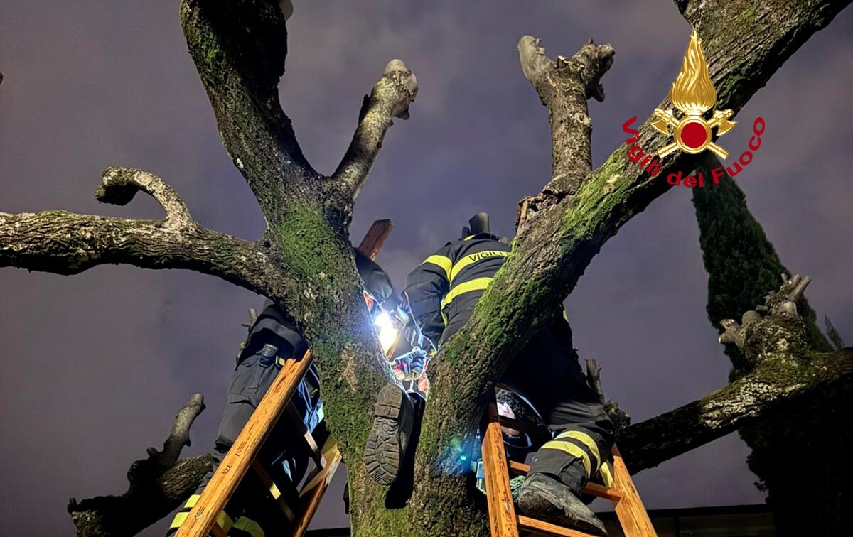 Scoiattolo bloccato in un albero: intervento dei vigili del fuoco a Firenze.