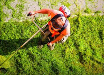 Taglio dell'erba: a Pisa hanno preso il via gli interventi