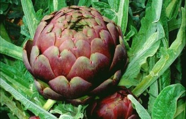 Una serata da Sciabolino per il nuovo "Carciofaio dell'Anno" (e non solo)