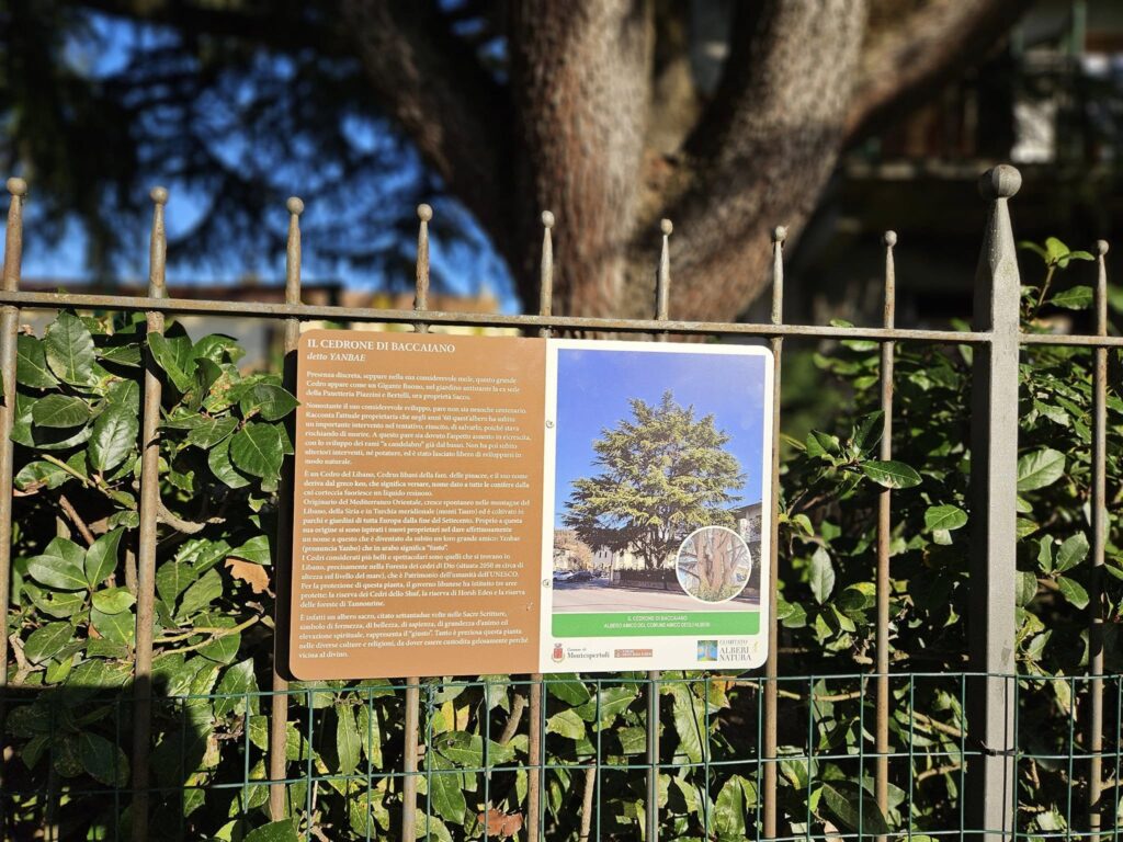 Alberi e comunità: un legame in crescita a Montespertoli