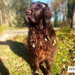 Antropozoa celebra il cane Galileo, impegnato nella pet therapy: 'Un pezzo del nostro cammino se ne va'