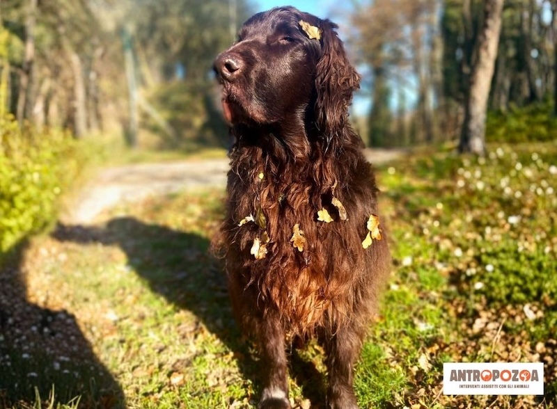 Antropozoa celebra il cane Galileo, impegnato nella pet therapy: 'Un pezzo del nostro cammino se ne va'