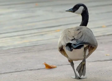 Banca del Fucino Supporta il Bioparco di Roma per il "City Future Challenge" - Agenzia Italpress