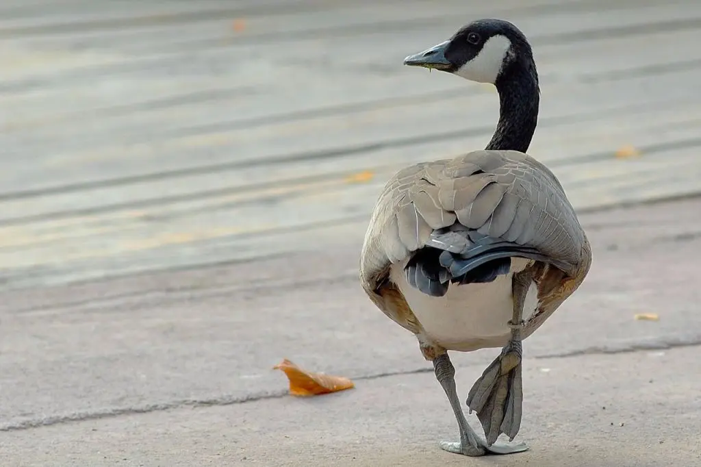 Banca del Fucino Supporta il Bioparco di Roma per il "City Future Challenge" - Agenzia Italpress
