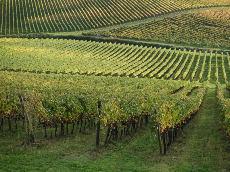 Comune Unito per Salvaguardare Posti di Lavoro e Filiera