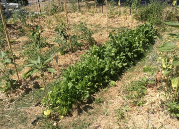 Confagricoltura Toscana avvia un dibattito sulle aree per le energie rinnovabili