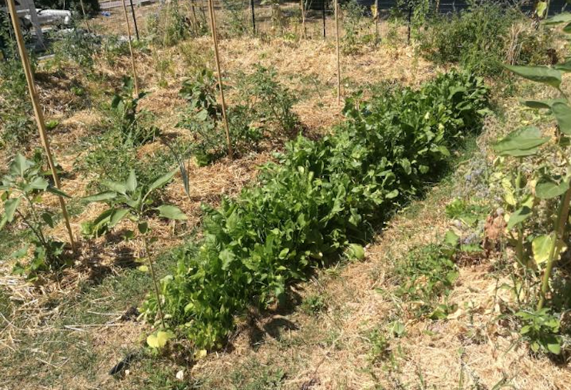 Confagricoltura Toscana avvia un dibattito sulle aree per le energie rinnovabili