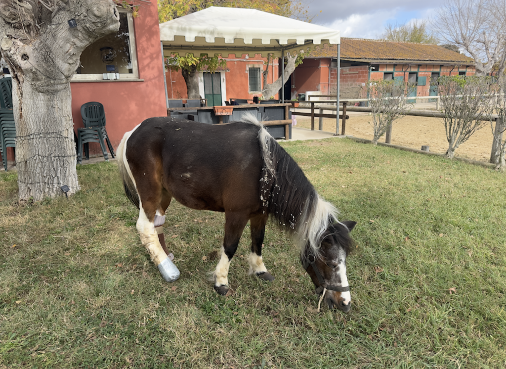 Corsa di solidarietà per un pony ferito in un incidente