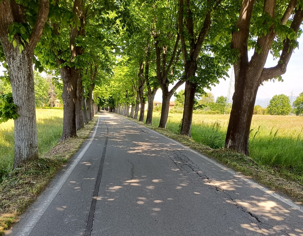 Cura del territorio e del verde: Altopascio potenzia la manutenzione e il taglio dell'erba