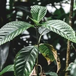 Kratom: la sostanza in aumento negli USA e i suoi gravi effetti sulla salute