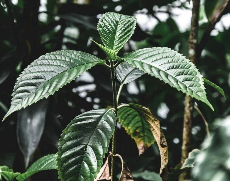 Kratom: la sostanza in aumento negli USA e i suoi gravi effetti sulla salute