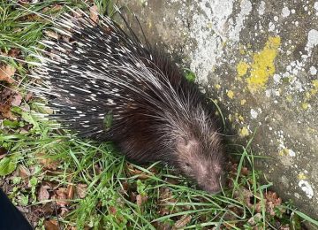 Salvataggio di animali selvatici: Appello agli aiuti da CRAS Montespertoli Semia su Radio Lady