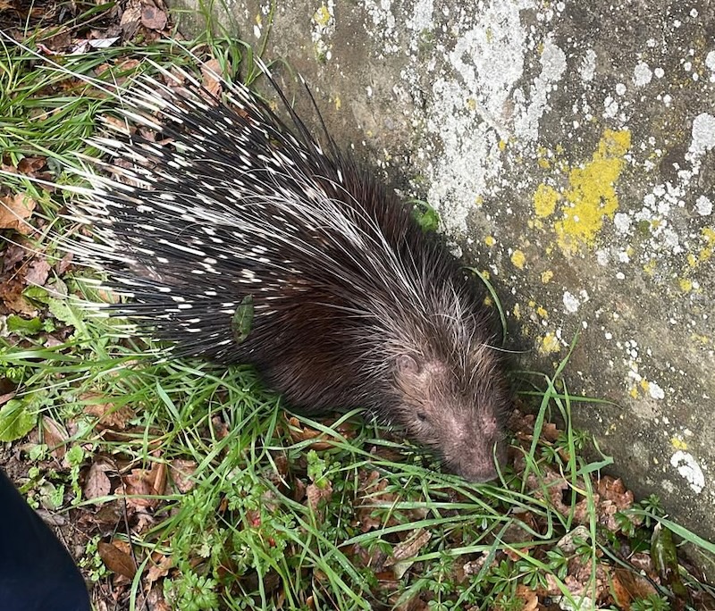 Salvataggio di animali selvatici: Appello agli aiuti da CRAS Montespertoli Semia su Radio Lady
