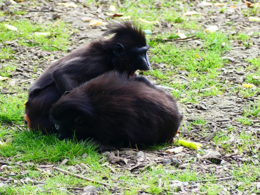 Nelle società autoritarie, il divertimento tra adulti svanisce: la ricerca di UniPi sui primati in Italia.