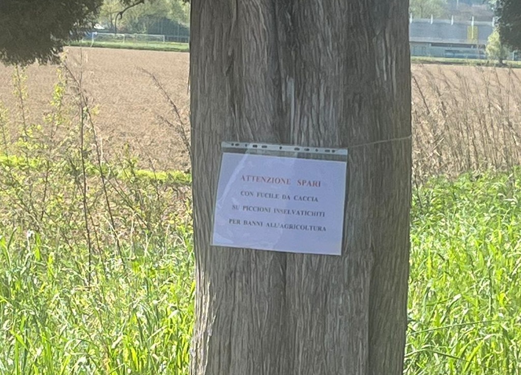 Un centinaio di piccioni abbattuti a Vinci "per danni all'agricoltura": animalisti denunciano "torture ingiustificate"