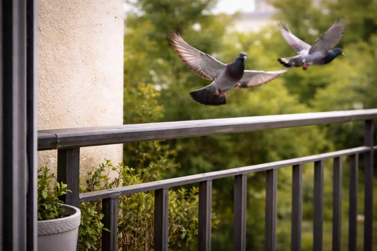 Vuoi liberarti per sempre dei piccioni sul balcone? Questo trucco li allontanerà definitivamente! – OK!Mugello